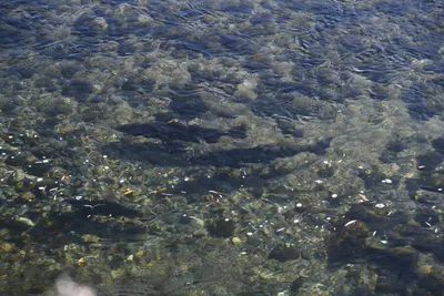 DSC_6525 (Large).JPG